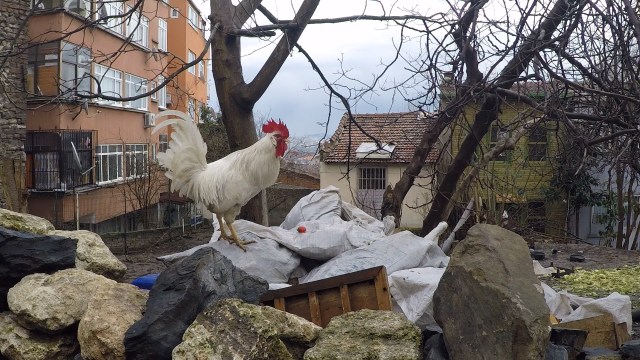 chicken-istanbul