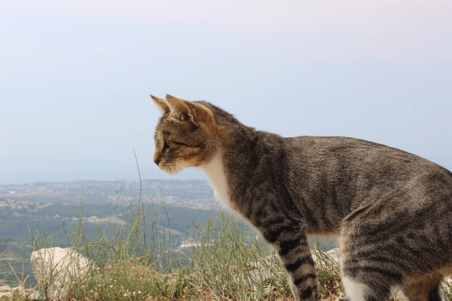 Screen Shot 2015-12-16 at 22.27.24